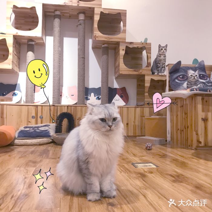 三月猫咖图片 - 第315张