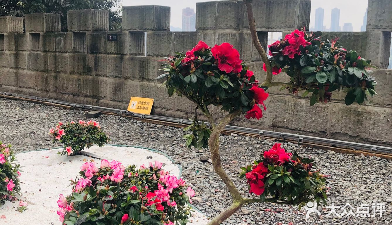 废墟中的烂漫花园[玫瑰][凋谢]