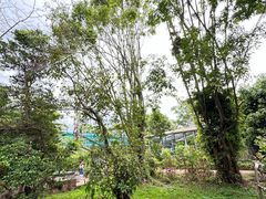 -广东茂名森林公园