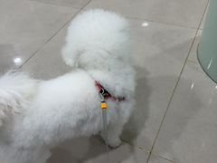 -佳雯宠物医院·皮肤科·内外科(春晓路分院)