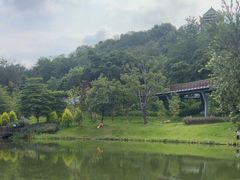 -王借岗森林公园