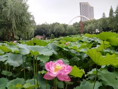 -陈家山荷花公园