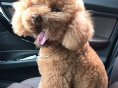 -爱侣宠医·鹦鹉专科·小型哺乳类·异宠专科(灵石路店)