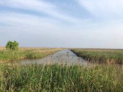 -盐城丹顶鹤湿地生态旅游区