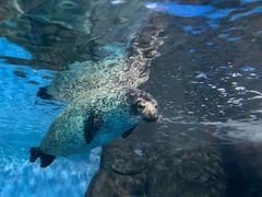 -上海海洋水族馆