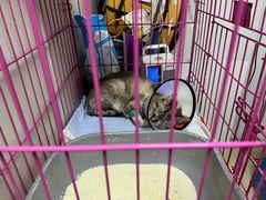 -爱侣宠医·鹦鹉专科·小型哺乳类·异宠专科(灵石路店)