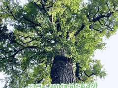 -豫园