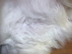 -PETKIT小佩宠物(古北店)