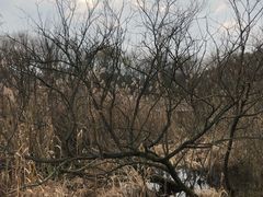 -西湖风景区-江洋畈生态公园