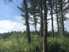 -塞罕坝国家级自然保护区