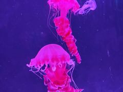 -珠海长隆海洋王国