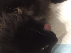 -艾吉宠物医院·疑难杂症转诊中心·猫友好(碧江路院)