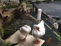 -优之名鹅城