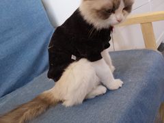 -猫十亿·布偶金渐层·曼基康矮脚猫舍(青年路店)