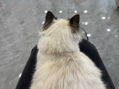 -爱洗澡的猫(望京店)