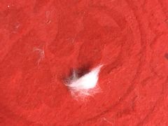 -诺比宠物医院心脏内科·泌尿肾内外科·骨科急重症