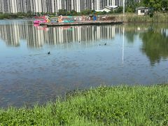 -官亭林海