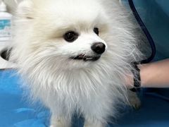 -美联众合爱康动物医院•复杂内科•肿瘤科•牙科•腔镜诊疗中心