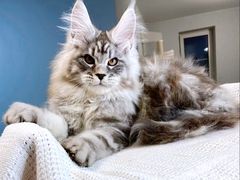 -十年猫舍·猫咪专门店(普陀店)