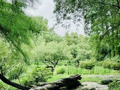 -上海共青森林公园