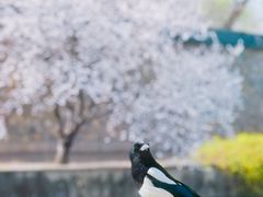 -颐和园