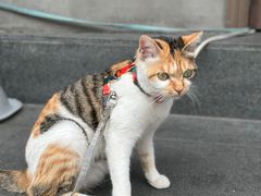 -Again Coffee Roaster(香蜜湖店)