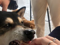 -柴犬高等学院·狗咖·柴犬售卖·宠物训练