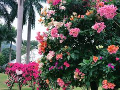 -东南花都花博园