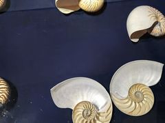 -青岛贝壳博物馆