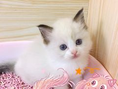 -十年猫舍·猫咪专门店(普陀店)