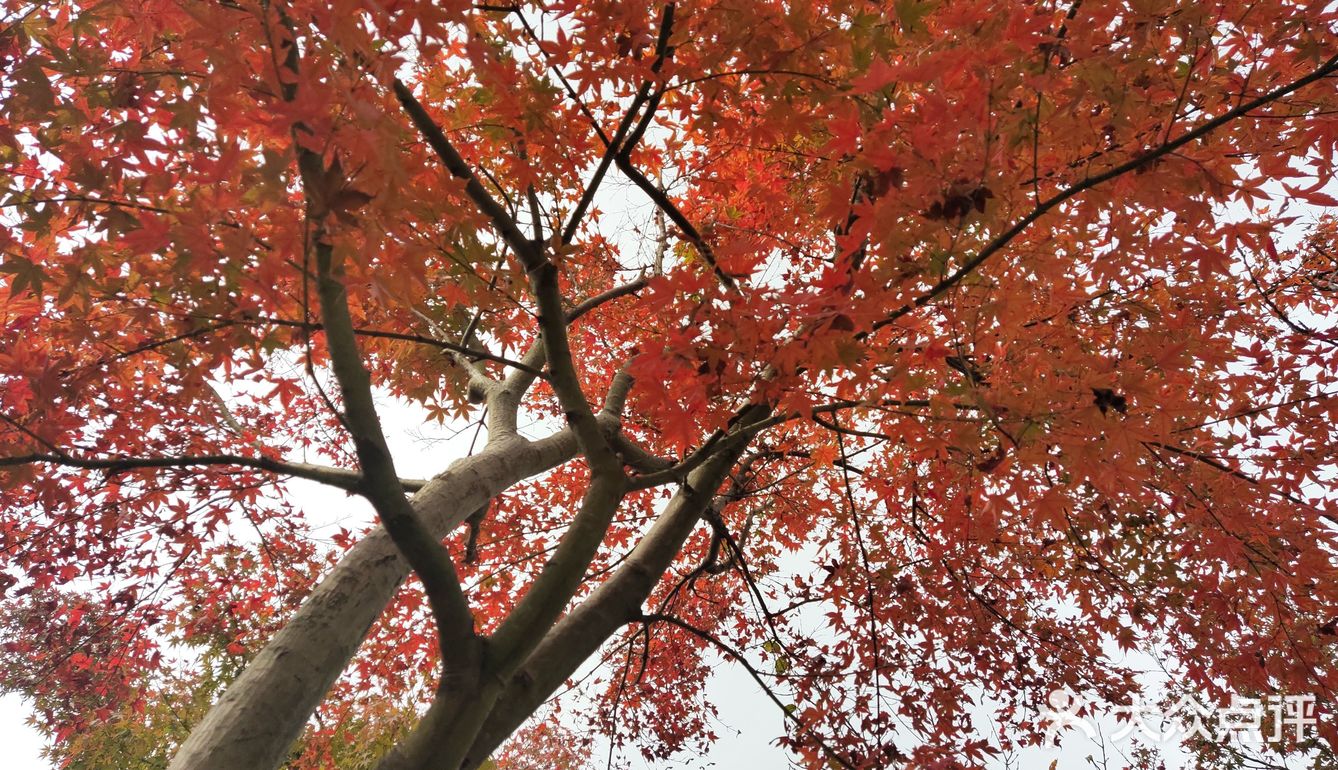 红枫