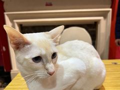 -猫色咖啡·猫咖