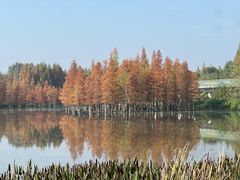 -白鹭湾湿地公园