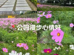 -春花秋色城市公园