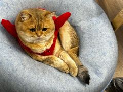 -柴迷FANS CLUB·柴犬狗咖·猫咖