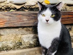 -喵屿·大理花园猫咖