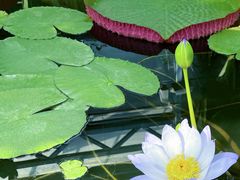 -国家植物园南园