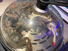 -乔哥铭洋海鲜自助(皇城恒隆广场店)