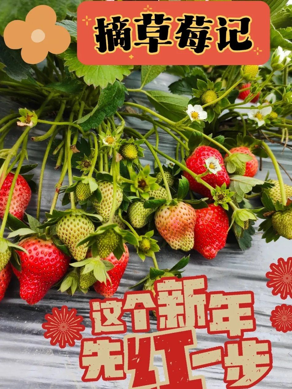 在信宜|摘草莓,大人小孩都适合!