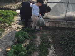 -青浦采草莓天天草莓园
