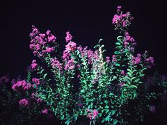 -武汉紫薇都市田园