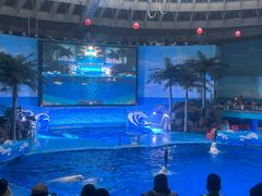 -海合安成都极地海洋公园