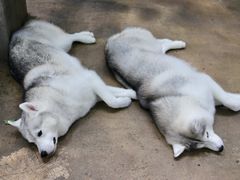 -TrueLove @ Neverland (Husky Cafe)