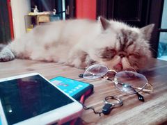 -猫色咖啡·猫咖