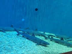 -华夏文旅西安度假区