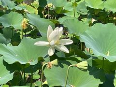 -莲花池公园