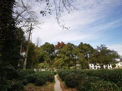 -野蔓果·山野菜(西湖景区·龙井茶田店)