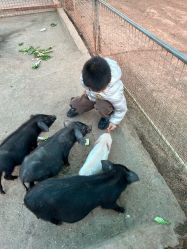 -阿菠萝小猪农场·萌宠乐园·亲子游·研学