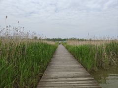 -盐城丹顶鹤湿地生态旅游区