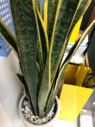 -Mirror care镜面皮肤管理